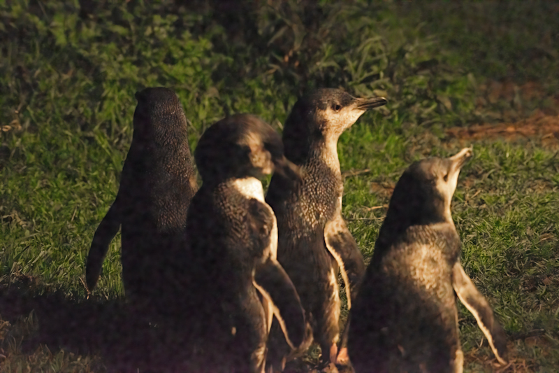 Birds